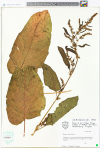 Rumex obtusifolius image