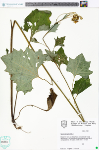 Arnoglossum atriplicifolium image