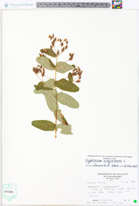 Hypericum virginicum image