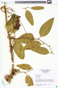 Smilax laurifolia image