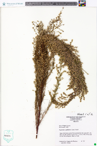 Eupatorium capillifolium image