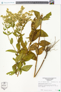 Eupatorium pilosum image