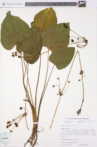 Echinodorus cordifolius image