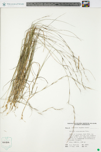 Aristida purpurascens image