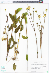 Verbesina aristata image