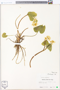 Caltha palustris image