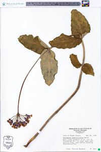 Asclepias amplexicaulis image