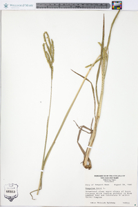 Paspalum laeve image