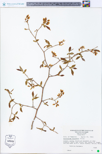 Vaccinium fuscatum image