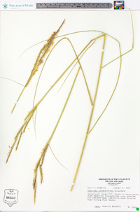 Spartina alterniflora image