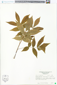 Carya pallida image