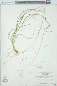 Poa autumnalis image