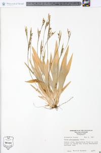 Carex platyphylla image