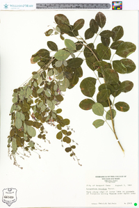 Lespedeza bicolor image