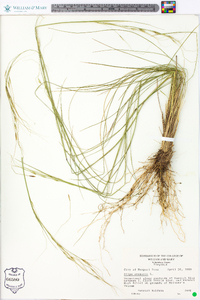 Stipa avenacea image