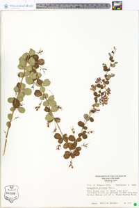 Lespedeza bicolor image