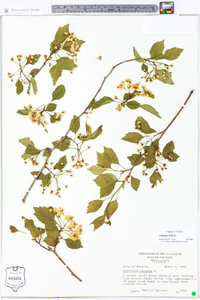 Crataegus viridis image