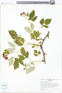 Rubus phoenicolasius image