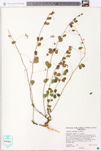 Lespedeza repens image