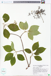 Cornus alternifolia image