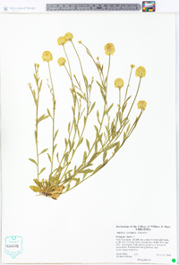 Polygala lutea image