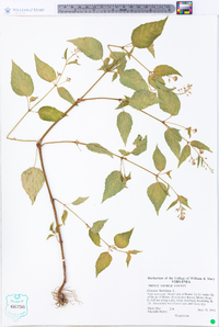 Circaea canadensis image