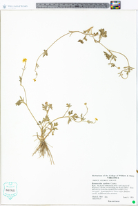 Ranunculus sardous image