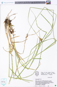 Carex alata image