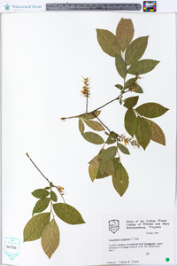 Leucothoe racemosa image