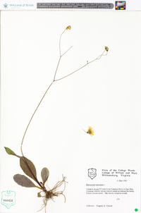 Hieracium venosum image