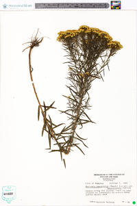 Euthamia tenuifolia image