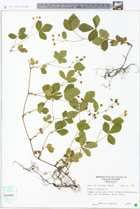 Rubus hispidus image