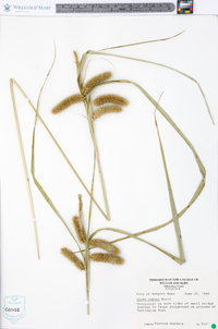 Carex comosa image