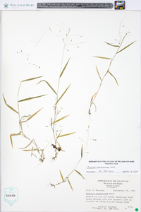 Kellochloa verrucosa image