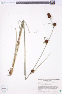 Rhynchospora cephalantha var. pleiocephala image
