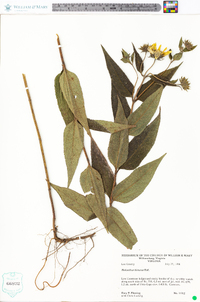 Helianthus hirsutus image