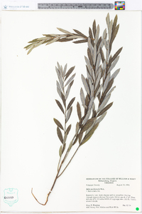 Salix occidentalis image