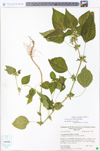 Acalypha deamii image