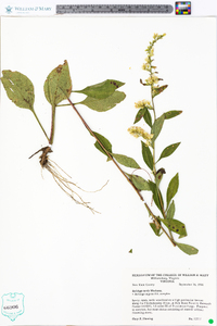 Solidago tarda image