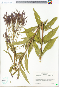 Verbena hastata image