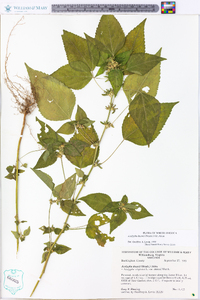 Acalypha deamii image