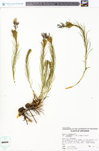 Amsonia ciliata image