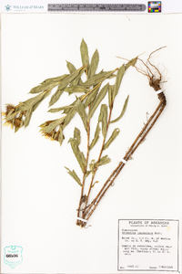 Grindelia lanceolata image