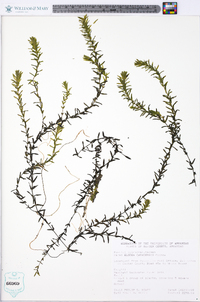 Elodea canadensis image