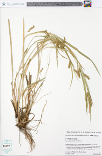 Carex flaccosperma image