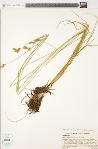 Carex suberecta image