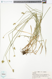 Carex bicknellii var. bicknellii image