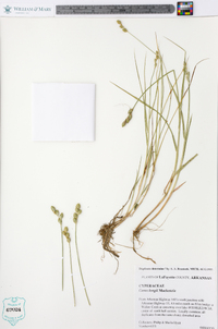 Carex longii image