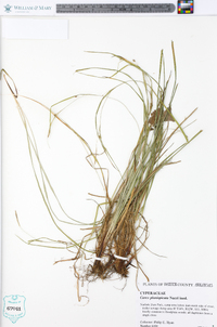 Carex planispicata image