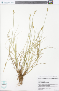 Carex festucacea image